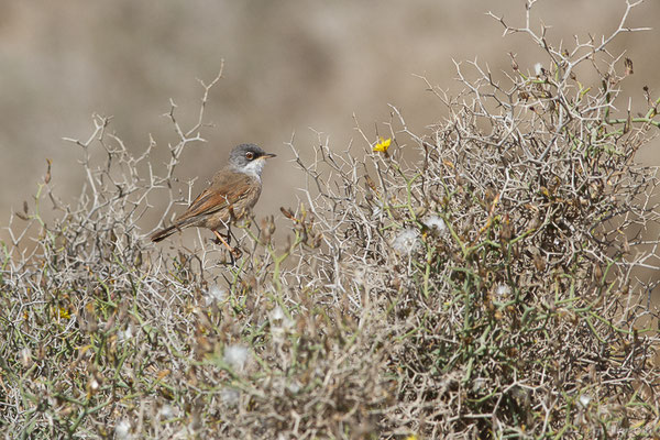 Fauvette à lunettes — Sylvia conspicillata Temminck, 1820, (Tindaya, Fuerteventura, (Iles Canaries, Espagne), le 13/02/2022)