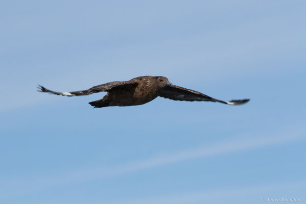 Grand Labbe — Stercorarius skua (Brünnich, 1764)
