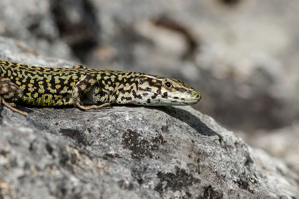 Lézard catalan — Podarcis liolepis (Boulenger, 1905), (Etsaut (64), France, le 07/05/2022)