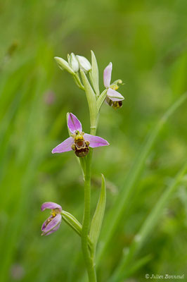 Ophrys abeille — Ophrys apifera Huds., 1762, (Braud-et-Saint-Louis (33), France, le 09/05/2019)