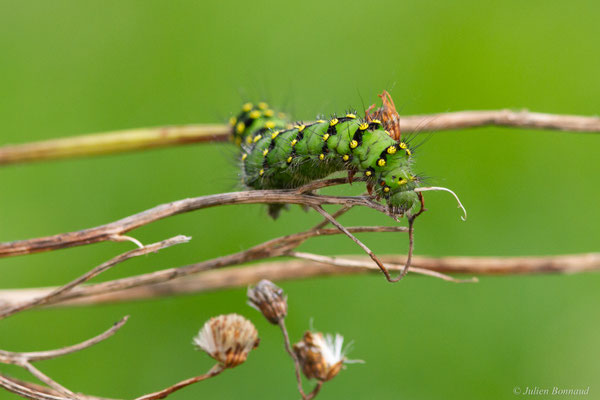 Petit Paon de Nuit — Saturnia pavonia (Linnaeus, 1758)