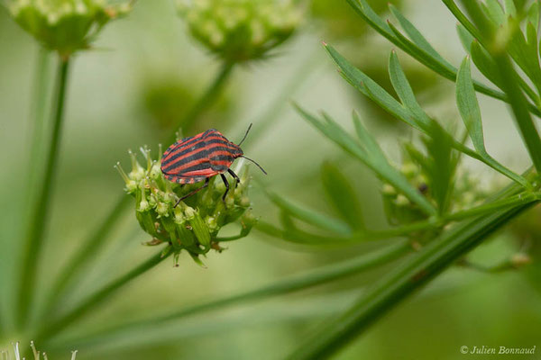 Punaise arlequin — Graphosoma italicum (O.F. Müller, 1766), (Bayonne (64), France, le 06/05/2021)