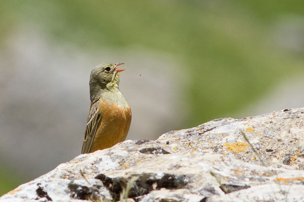 Bruant ortolan — Emberiza hortulana Linnaeus, 1758, (mâle adulte) (Col du Pourtalet, Laruns (64), France, le 22/06/2019)