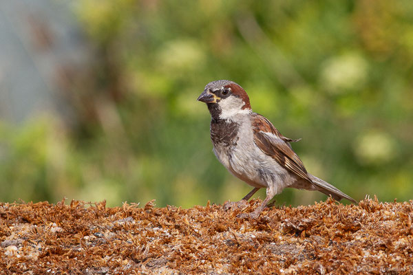 Moineau domestique — Passer domesticus (Linnaeus, 1758), (Anglet (64), France, le 10/08/2024)