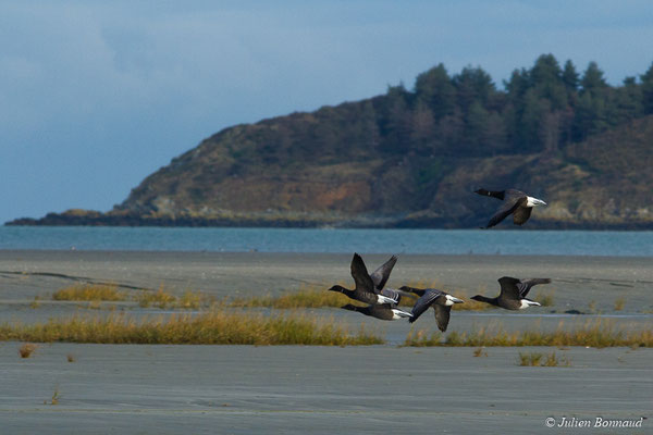 Bernache cravant — Branta bernicla (Linnaeus, 1758), (Baie de Saint-Brieuc, Hillion (22), France, le 24/11/2017)