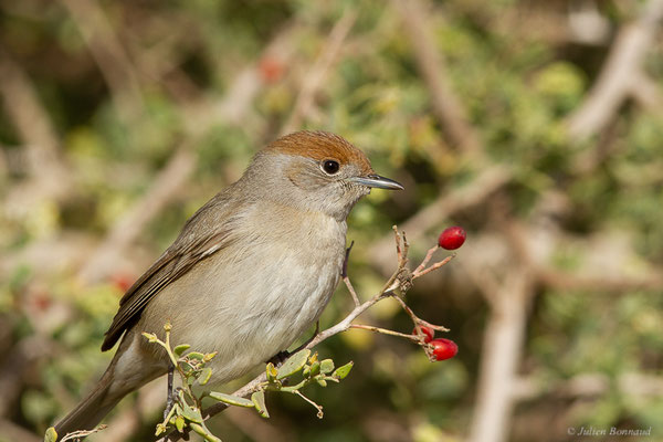 Fauvette à tête noire — Sylvia atricapilla (Linnaeus, 1758), (Parc national de Souss-Massa, Sidi Binzarne, Maroc, le 02/02/2023)