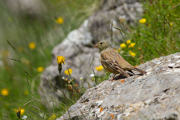 Bruant ortolan — Emberiza hortulana Linnaeus, 1758, (mâle adulte) (Col du Pourtalet, Laruns (64), France, le 22/06/2019)