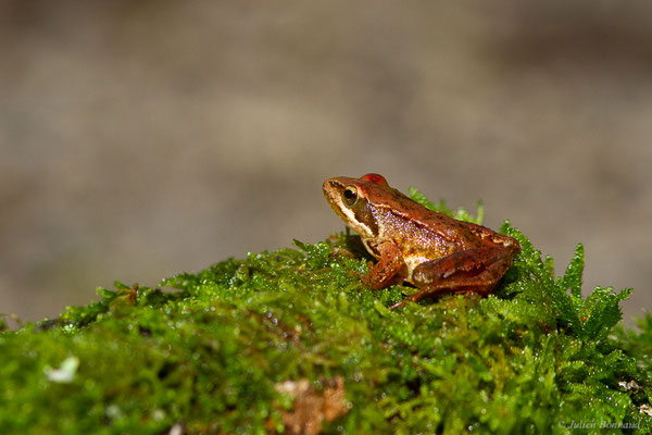 Grenouille Ibérique — Rana iberica Boulenger, 1879, (Réserve Naturelle Intégrale de Muniellos, Cangas del Narcea (Asturies), Espagne, le 07/07/2022)