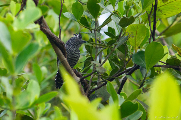 Batara rayé — Thamnophilus doliatus (Linnaeus, 1764), (mâle adulte), (Lac de Petit-Saut, Sinnamary, Guyane, le 04/08/2016)