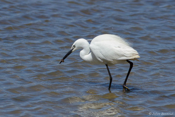 Aigrette garzette — Egretta garzetta (Linnaeus, 1766), (réserve ornithologique du Teich (33), France, le 23/05/2021)