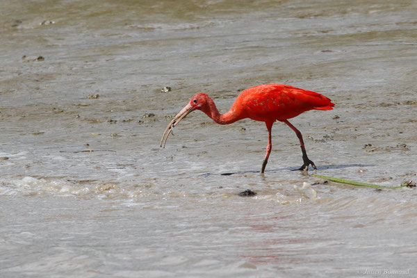 Ibis rouge — Eudocimus ruber (Linnaeus, 1758), (Dégrad des Cannes, Remire-Montjoly, Guyane, le 08/11/2015)
