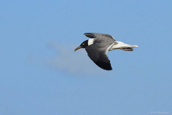 Mouette atricille — Leucophaeus atricilla (Linnaeus, 1758)
