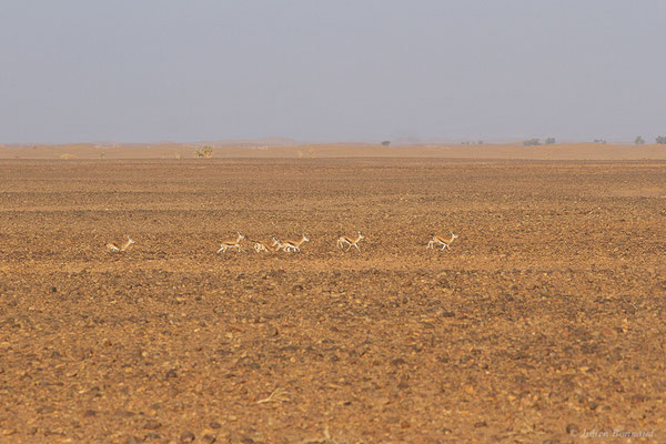 Gazelle dorcas — Gazella dorcas (Linnaeus, 1758), (Parc national d'Iriqui (Souss-Massa-Draâ, Guelmim-Es Semara), Maroc, le 12/02/2023)