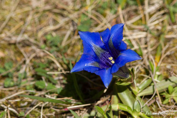 Gentiane occidentale — Gentiana occidentalis Jakow., 1899, (Etsaut (64), France, le 22/04/2021)