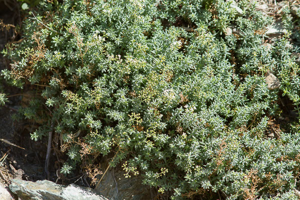 Gaillet de Capraia — Galium caprarium Natali, 1998, (Sentier des douanier, Rogliano (2B), France, le 09/09/2019)