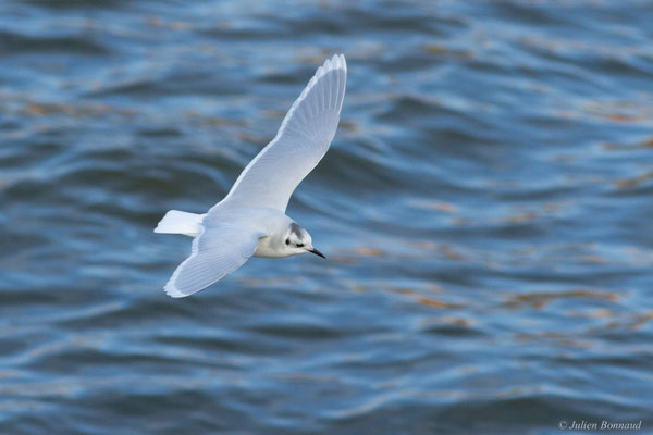 Mouette pygmée — Hydrocoloeus minutus (Pallas, 1776)