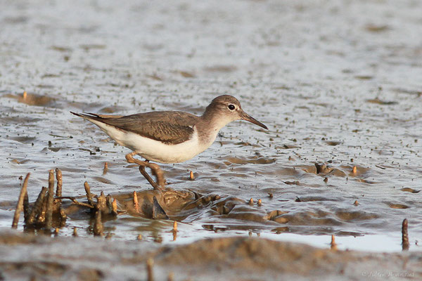 Chevalier grivelé — Actitis macularius (Linnaeus, 1766), (adulte, plumage internuptial) (dégrad des Cannes, Guyane, le 19/11/2015)