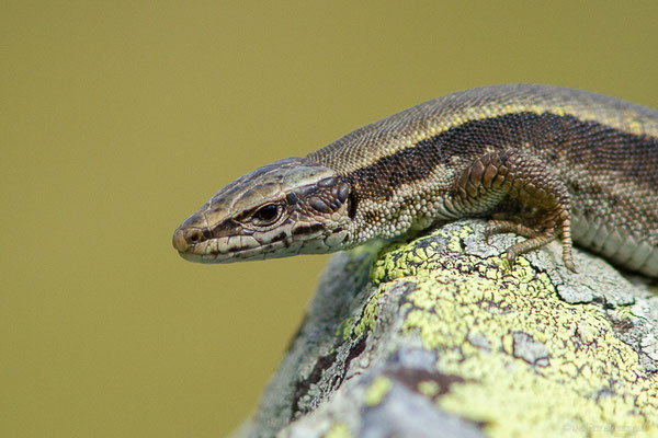 Lézard de Bonnal — Iberalacerta bonnali (Lantz, 1927)