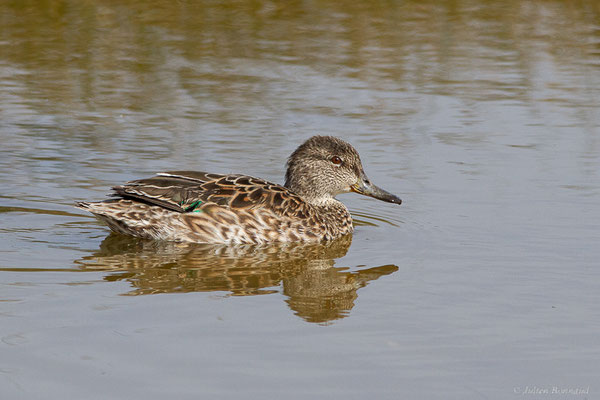 Sarcelle d'hiver — Anas crecca Linnaeus, 1758, (Réserve ornithologique du Teich (33), France, le 21/03/2024)
