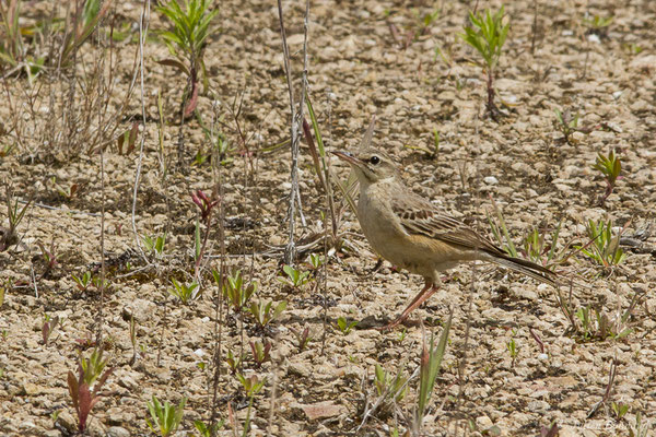 Pipit rousseline — Anthus campestris (Linnaeus, 1758), (La Brède (33), France, le 12/06/2019)