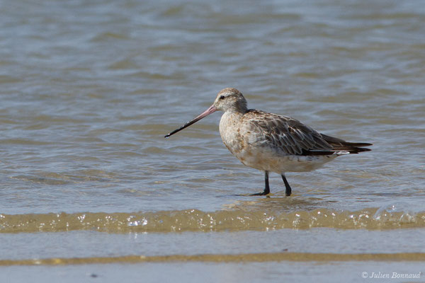 Barge rousse — Limosa lapponica (Linnaeus, 1758), (adulte en plumage internuptial) (Ria Formosa (Faro), (Algarve), Portugal, le 01/09/2018)