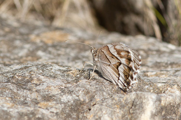 Chevron blanc — Hipparchia fidia (Linnaeus, 1767), (Pyrénées orientales (66), France, le 12/07/2023)