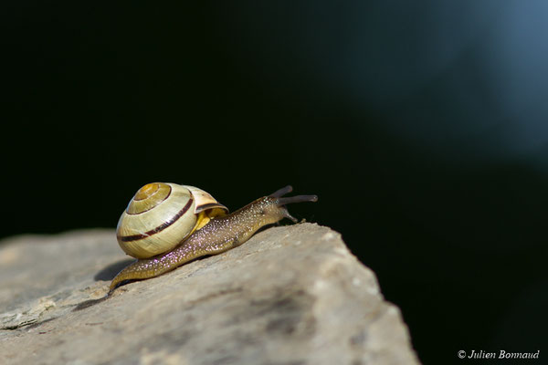 Escargot des haies — Cepaea nemoralis (Linnaeus, 1758)