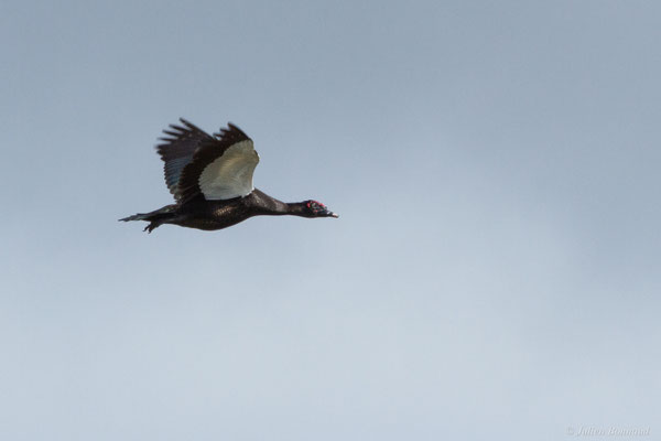 Canard musqué — Cairina moschata (Linnaeus, 1758)