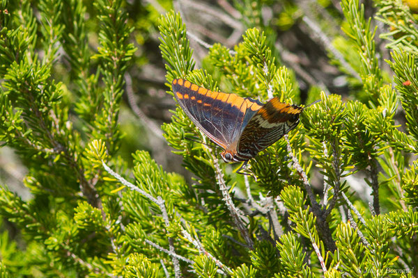 Pacha à deux queues, Jason — Charaxes jasius (Linnaeus, 1767), (Ajaccio (2A), France, le 01/09/2019)