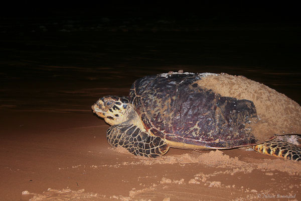 Tortue imbriquée — Eretmochelys imbricata (Linnaeus, 1766), (femelle qui regagne l'océan après la ponte) (Plage des Salines, Remire-Montjoly, Guyane, le 22/06/2015)