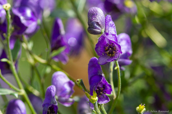 Aconit napel — Aconitum napellus L., 1753