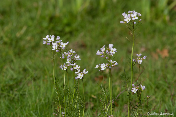 Cardamine des prés – Cardamine pratensis L., 1753, (Benquet (40), France, le 15/03/2018)