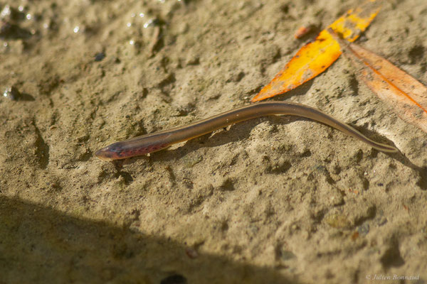 Lamproie de Planer — Lampetra planeri (Bloch, 1784), (Gave de Pau, Lau Balagnas (65), France, le 28/09/2022)