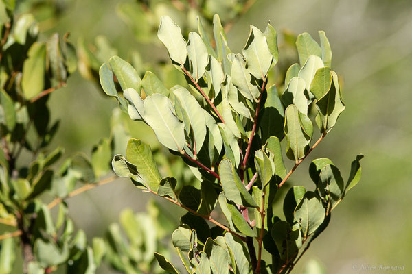 Caroubier – Ceratonia siliqua L., 1753, (Parc Naturel des Ports (Catalogne), Espagne, le 07/02/2022)