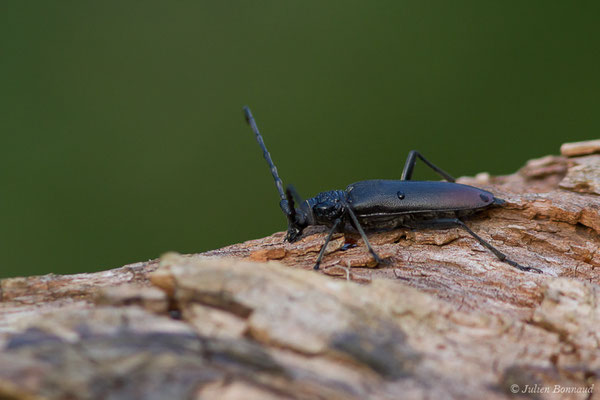 Grand Capricorne — Cerambyx cerdo Linnaeus, 1758, (Parbayse (64), France, le 30/06/2019)