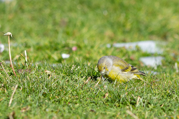 Venturon montagnard — Carduelis citrinella (Pallas, 1764), (Station de ski de La Pierre Saint-Martin, Arette, (64), France, le 06/11/2022)