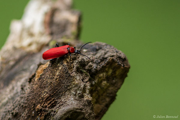 Cardinal à tête noire — Pyrochroa coccinea (Linnaeus, 1761), (lac d'Ayous, Laruns (64), France, le 13/07/2019)