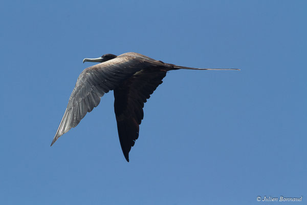 Frégate superbe — Fregata magnificens Mathews, 1914, (Saint-Anne, Guadeloupe, le 15/05/2016)