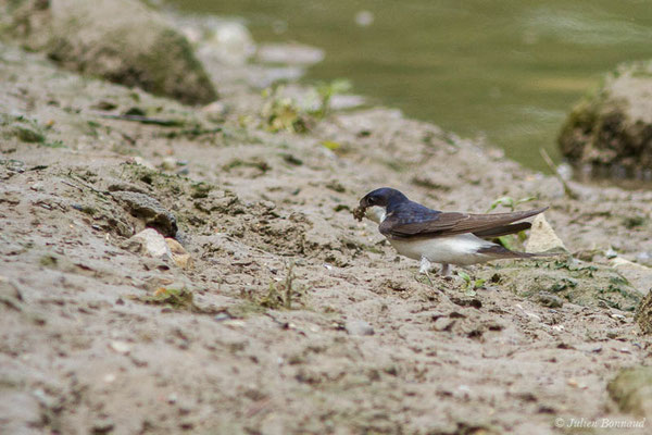 Hirondelle de fenêtre – Delichon urbicum (Linnaeus, 1758), (Bidache (64), France, le 25/05/2021)