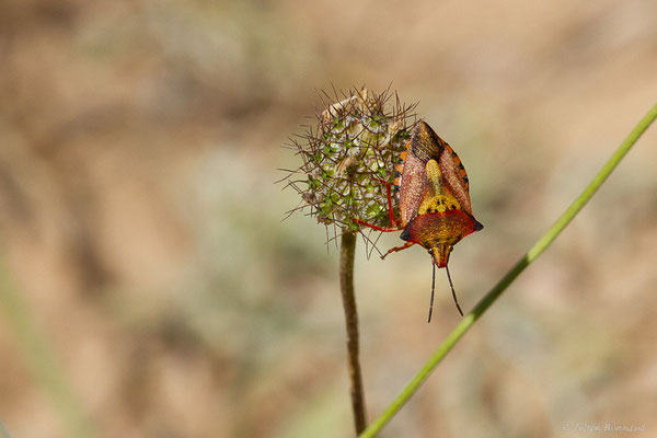 Carpocoris purpureipennis (De Geer, 1773), (Castille-et-León, Espagne, le 04/07/2022)