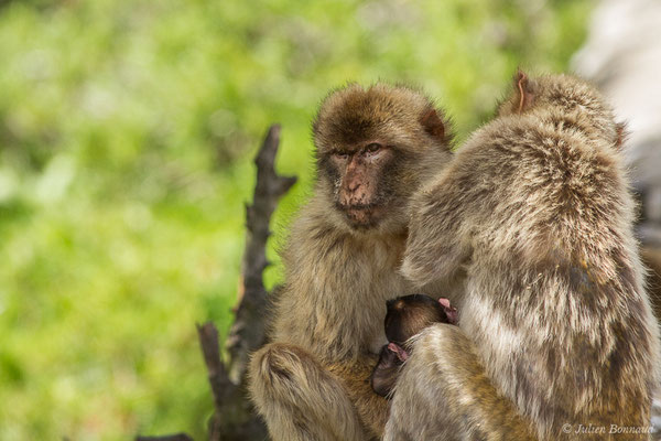 Magot, Macaque berbère, Macaque de Barbarie – Macaca sylvanus (Linnaeus, 1758), (Tarifa (Andalousie), Espagne, le 02/08/2020)