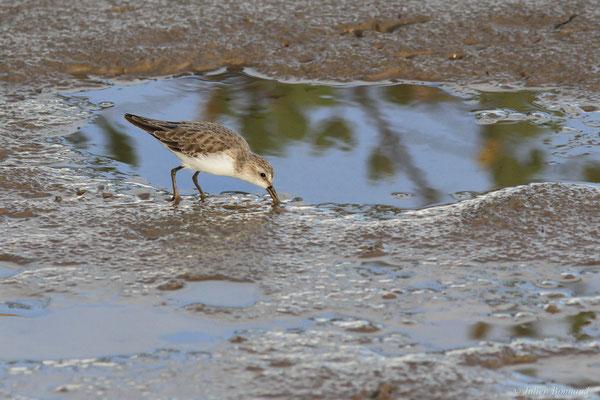 Bécasseau semipalmé — Calidris pusilla (Linnaeus, 1766), (adulte, plumage internuptial), (dégrad des Cannes, Guyane, le 17/11/2015)