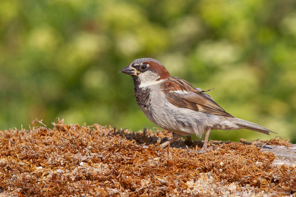 Moineau domestique — Passer domesticus (Linnaeus, 1758)