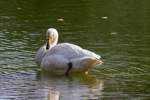 Cygne chanteur — Cygnus cygnus (Linnaeus, 1758), (Parc écologique de Plaiaundi, Irun (Pays basque), Espagne, le 11/11/2025)