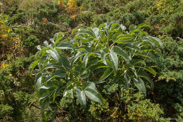 Ellébore de Corse — Helleborus argutifolius Viv., 1824