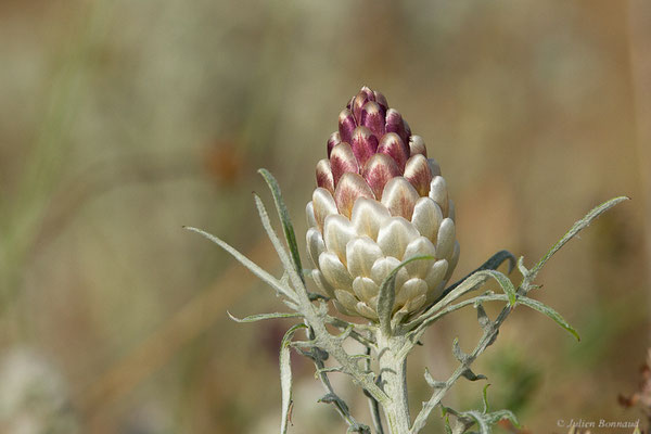 Rhapontic conifère — Rhaponticum coniferum (L.) Greuter, 2003