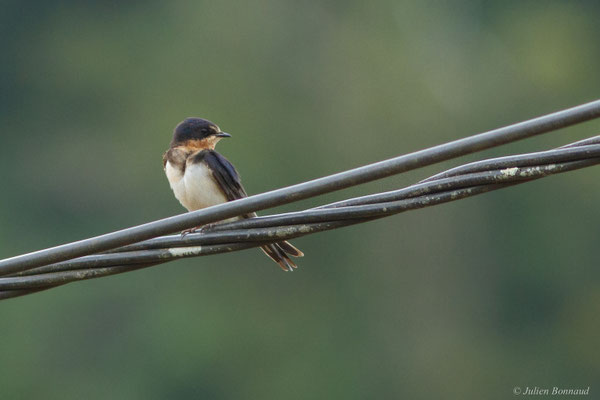 Hirondelle rustique — Hirundo rustica Linnaeus, 1758
