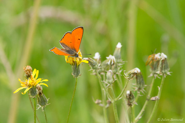 Cuivré des marais ou Grand cuivré — Lycaena dispar (Haworth, 1802), (mâle) (Lacq (64), France, le 24/04/2019)