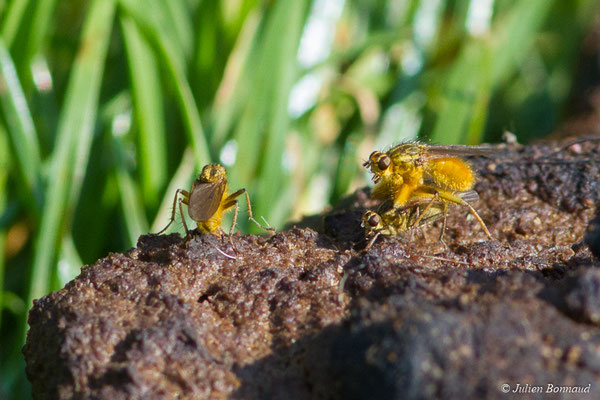 Scatophage du fumier (Scathophaga stercoraria) (Pontivy (56), France, le 21/08/2018)