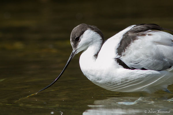 Avocette élégante — Recurvirostra avosetta Linnaeus, 1758, (adulte) (parc animalier des Pyrénées, le 03/10/2017)